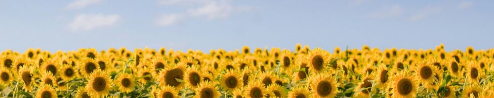A large field of yellow sunflowers stand tall beneath a clear blue sky.