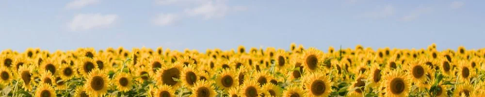 Communities Mental Health & Wellbeing Fund Showcase
